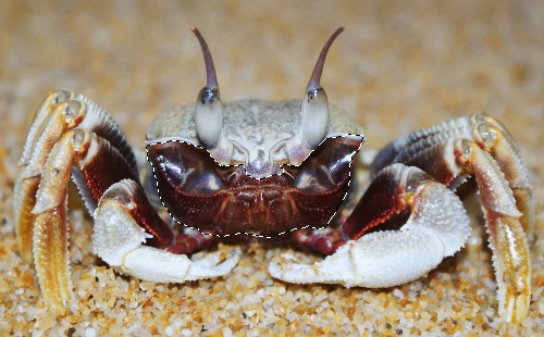 Creation of Underwater life: Step 5